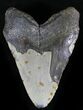 Bargain Megalodon Tooth - North Carolina #28490-2